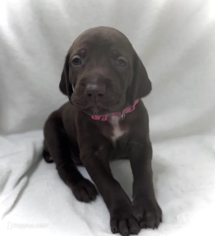 Hope – German Shorthaired Pointer puppy for sale in Chester, WV