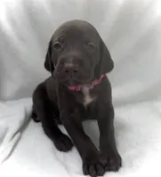 Hope, a female German Shorthaired Pointer for sale in Chester, WV – 1 of 2