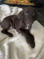 Hope, a female German Shorthaired Pointer for sale in Chester, WV – 5 of 7