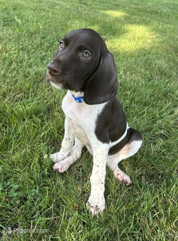 Noble – German Shorthaired Pointer puppy for sale in Chester, WV
