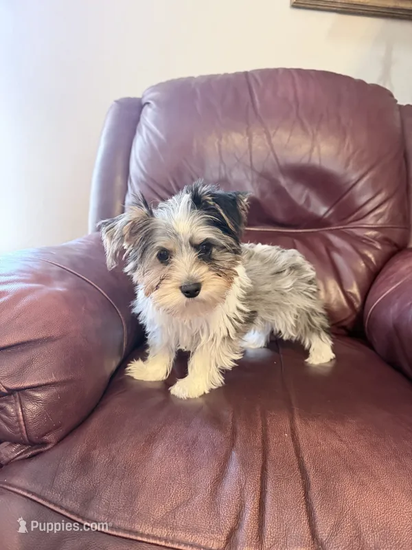 Stitch – Yorkshire Terrier puppy for sale in Ardmore, OK