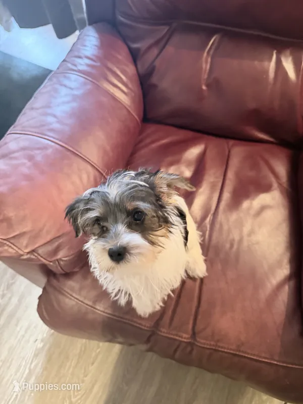 Fancy – Yorkshire Terrier puppy for sale in Ardmore, OK