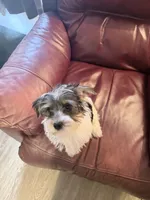 Fancy, a female Yorkshire Terrier for sale in Ardmore, OK – 1 of 7