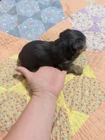 Bo, a male Yorkshire Terrier for sale in Ardmore, OK – 6 of 6