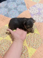 Bo, a male Yorkshire Terrier for sale in Ardmore, OK – 5 of 6