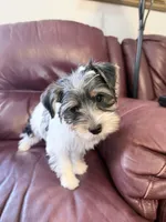 Fancy, a female Yorkshire Terrier for sale in Ardmore, OK – 7 of 7