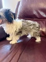 Stitch, a male Yorkshire Terrier for sale in Ardmore, OK – 3 of 8