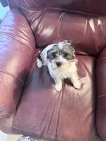Fancy, a female Yorkshire Terrier for sale in Ardmore, OK – 2 of 7