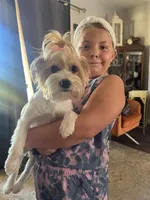 Stitch, a male Yorkshire Terrier for sale in Ardmore, OK – 5 of 7