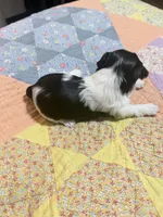 Sassy, a female Yorkshire Terrier for sale in Ardmore, OK – 4 of 4