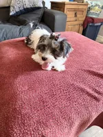 Fancy, a female Yorkshire Terrier for sale in Ardmore, OK – 6 of 8