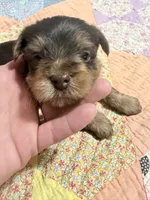 Bo, a male Yorkshire Terrier for sale in Ardmore, OK – 2 of 6