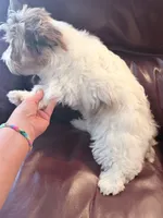 Rusty, a male Yorkshire Terrier for sale in Ardmore, OK – 2 of 5
