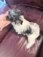 Fancy, a female Yorkshire Terrier for sale in Ardmore, OK – 5 of 7