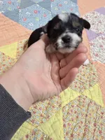 Sassy, a female Yorkshire Terrier for sale in Ardmore, OK – 2 of 4