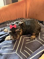 Oreo, a female Yorkshire Terrier for sale in Ardmore, OK – 5 of 6