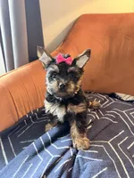 Oreo, a female Yorkshire Terrier for sale in Ardmore, OK – 6 of 6