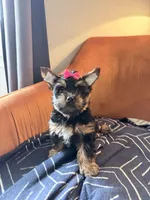 Oreo, a female Yorkshire Terrier for sale in Ardmore, OK – 4 of 6
