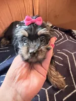 Oreo, a female Yorkshire Terrier for sale in Ardmore, OK – 3 of 6