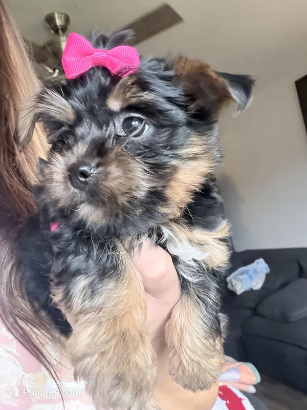 Oreo – Yorkshire Terrier puppy for sale in Ardmore, OK