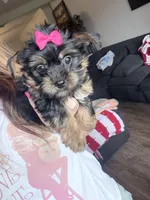 Oreo, a female Yorkshire Terrier for sale in Ardmore, OK – 2 of 6
