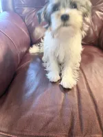 Fancy, a female Yorkshire Terrier for sale in Ardmore, OK – 3 of 7