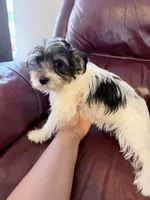 Fancy, a female Yorkshire Terrier for sale in Ardmore, OK – 4 of 7