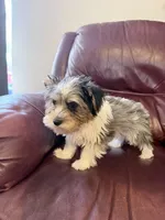 Stitch, a male Yorkshire Terrier for sale in Ardmore, OK – 2 of 8