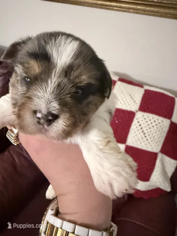 Stitch – Yorkshire Terrier puppy for sale in Ardmore, OK