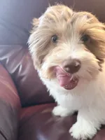Rusty, a male Yorkshire Terrier for sale in Ardmore, OK – 5 of 5