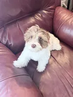 Rusty, a male Yorkshire Terrier for sale in Ardmore, OK – 4 of 5