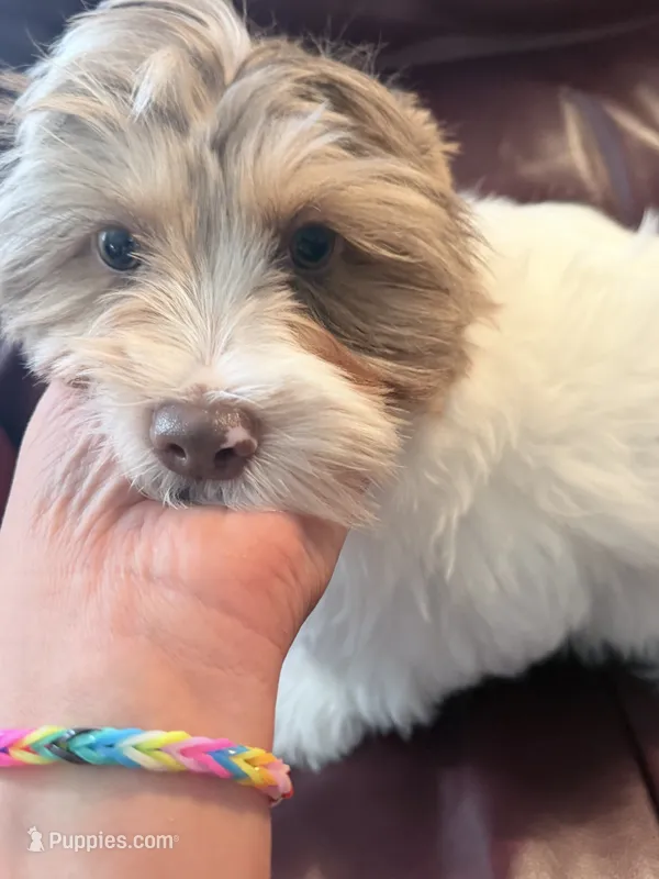 Rusty – Yorkshire Terrier puppy for sale in Ardmore, OK