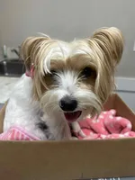 Stitch, a male Yorkshire Terrier for sale in Ardmore, OK – 6 of 7