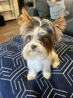 Stitch, a male Yorkshire Terrier for sale in Ardmore, OK – 7 of 7