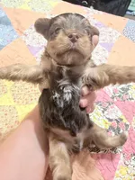 Bo, a male Yorkshire Terrier for sale in Ardmore, OK – 3 of 6
