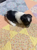 Sassy, a female Yorkshire Terrier for sale in Ardmore, OK – 3 of 4