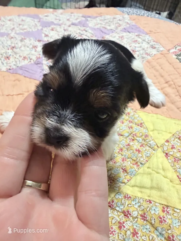 Sassy – Yorkshire Terrier puppy for sale in Ardmore, OK