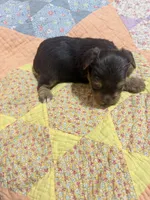 Bo, a male Yorkshire Terrier for sale in Ardmore, OK – 4 of 6