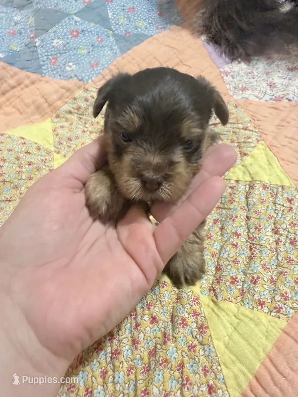 Bo – Yorkshire Terrier puppy for sale in Ardmore, OK