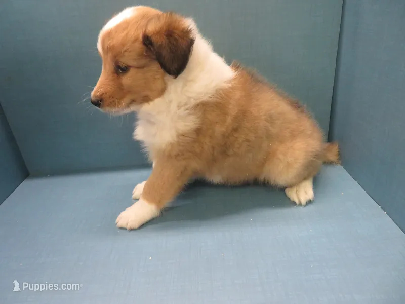 Baxter – Shetland Sheepdog puppy for sale in Strasburg, CO