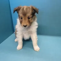 Buddy, a male Shetland Sheepdog for sale in Strasburg, CO – Photo 1 of 4