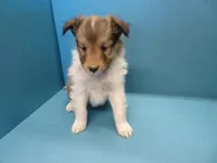 Buddy, a male Shetland Sheepdog for sale in Strasburg, CO – Photo 1 of 4