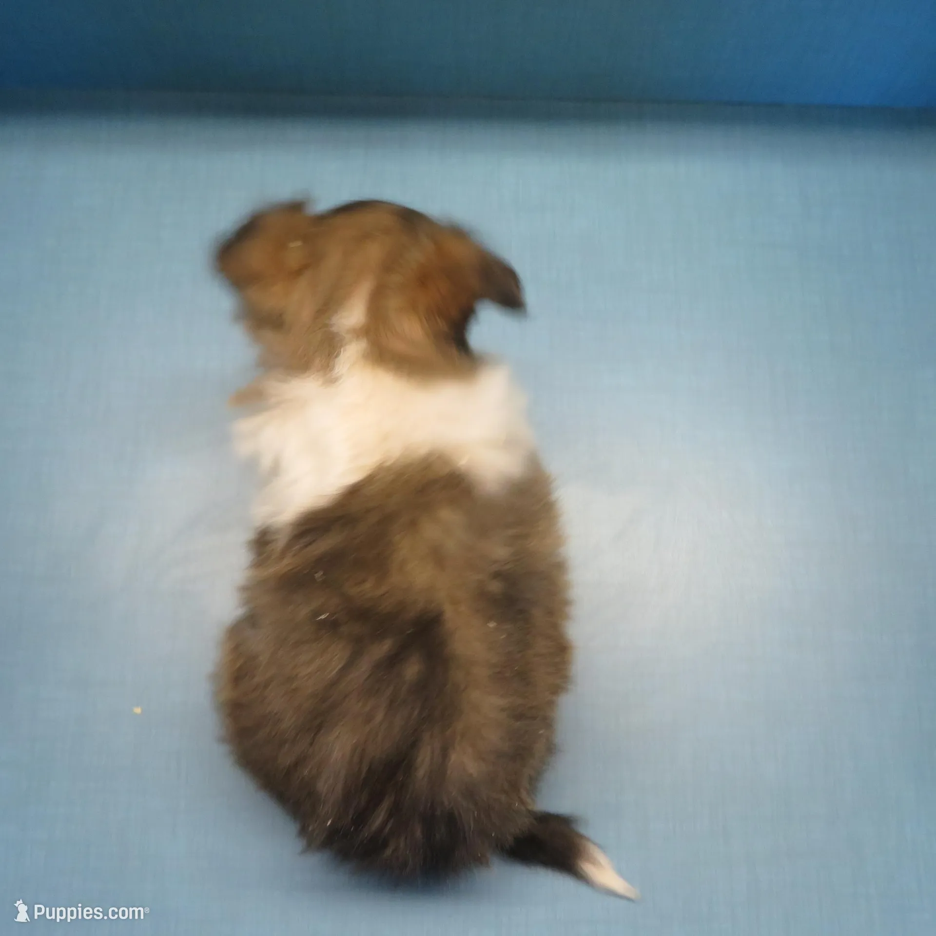 Buddy, a male Shetland Sheepdog for sale in Strasburg, CO – Photo 4 of 4