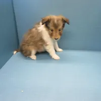 Buddy, a male Shetland Sheepdog for sale in Strasburg, CO – Photo 2 of 4