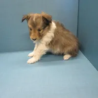 Buddy, a male Shetland Sheepdog for sale in Strasburg, CO – Photo 3 of 4