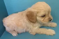 Baker, a male Cavachon for sale in Strasburg, CO – Photo 3 of 3