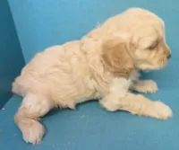 Rusty, a male Cavachon for sale in Strasburg, CO – Photo 3 of 3