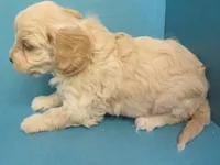Rusty, a male Cavachon for sale in Strasburg, CO – Photo 2 of 3