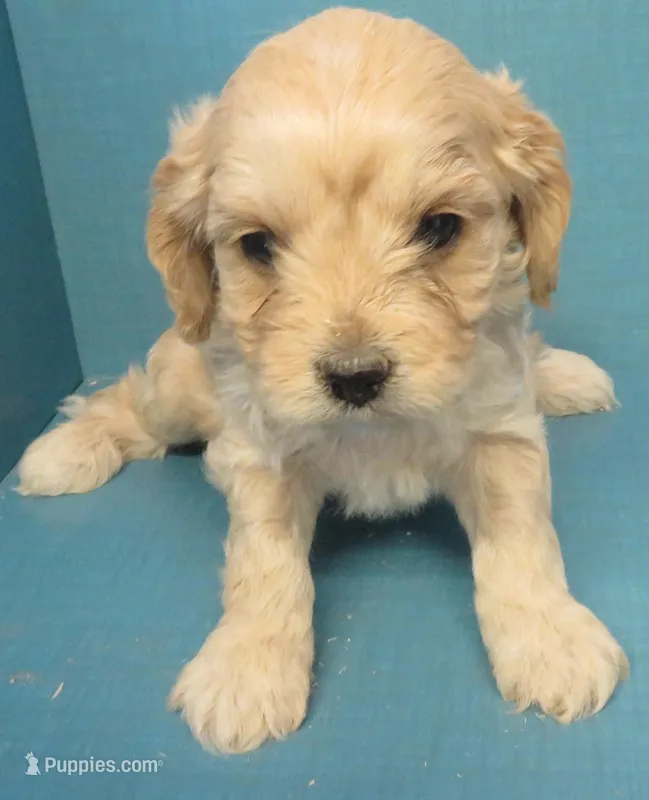 Rusty – Cavachon puppy for sale in Strasburg, CO