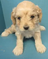 Rusty, a male Cavachon for sale in Strasburg, CO – Photo 1 of 3